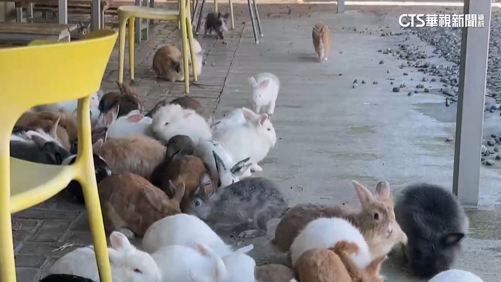 兔子餐廳頻遭檢舉　棄養400兔？老闆改口：配合改善