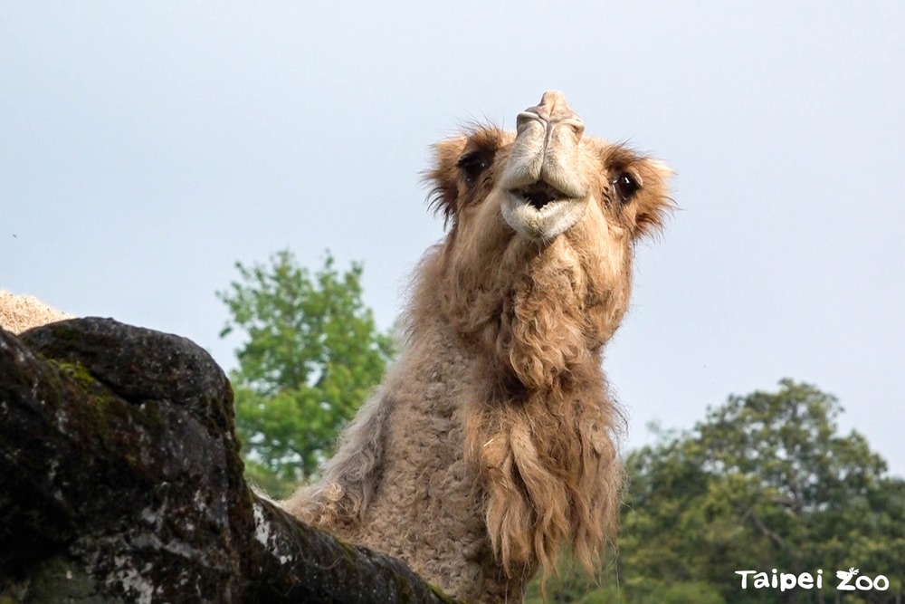 北市動物園僅存單峰駱駝「玉葉」離世　動物園感謝26年陪伴時光