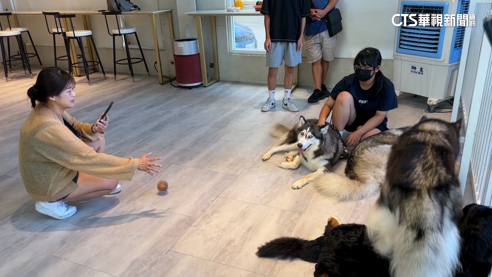 寵物餐廳長毛犬熱到中暑？　業者：掉毛堵冷氣已清理