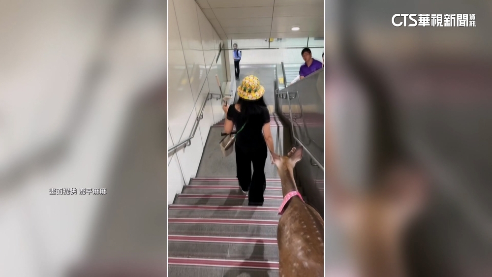 北捷通道有鹿！　未牽繩惹議　飼主：將更注意