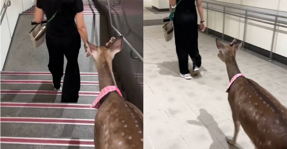 北捷驚見「梅花鹿」走連通道 北市動保處：公共場所需有牽繩