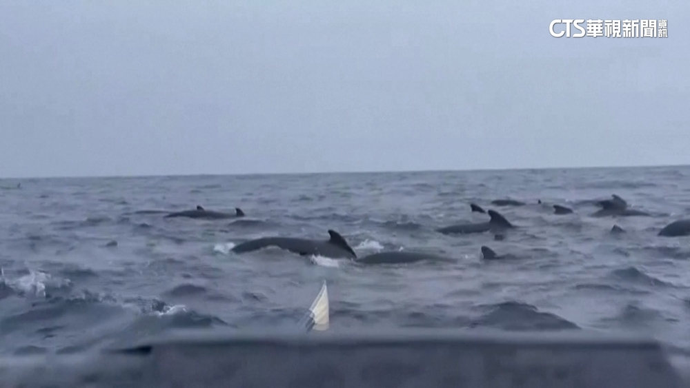 奇遇！　英國獨木舟客大西洋上遇千頭鯨魚