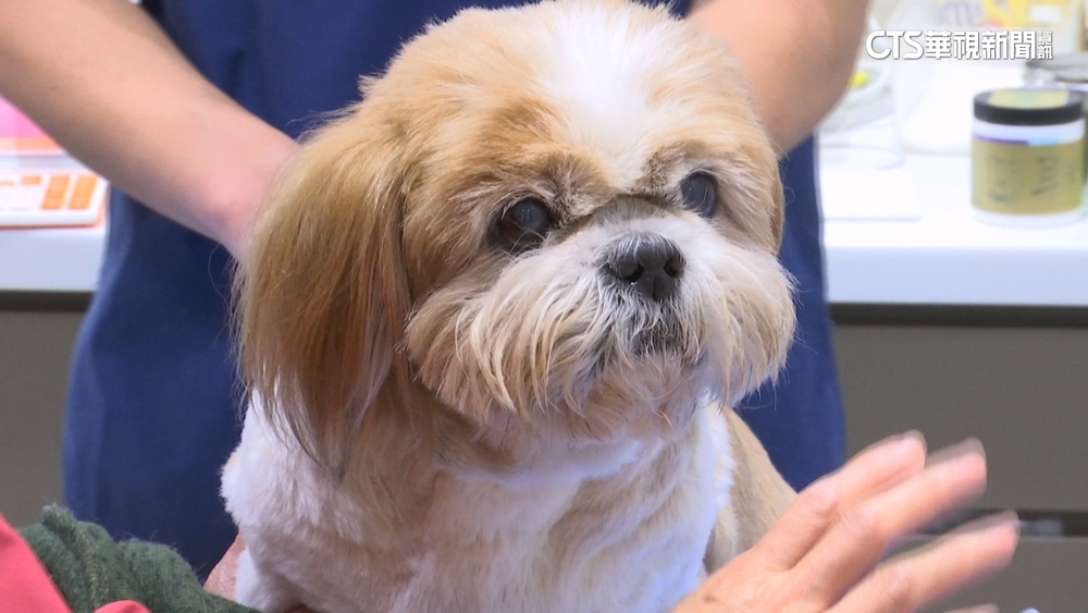 小心！對寵物又撸又吸　專家：增毛孩病菌進入人體風險
