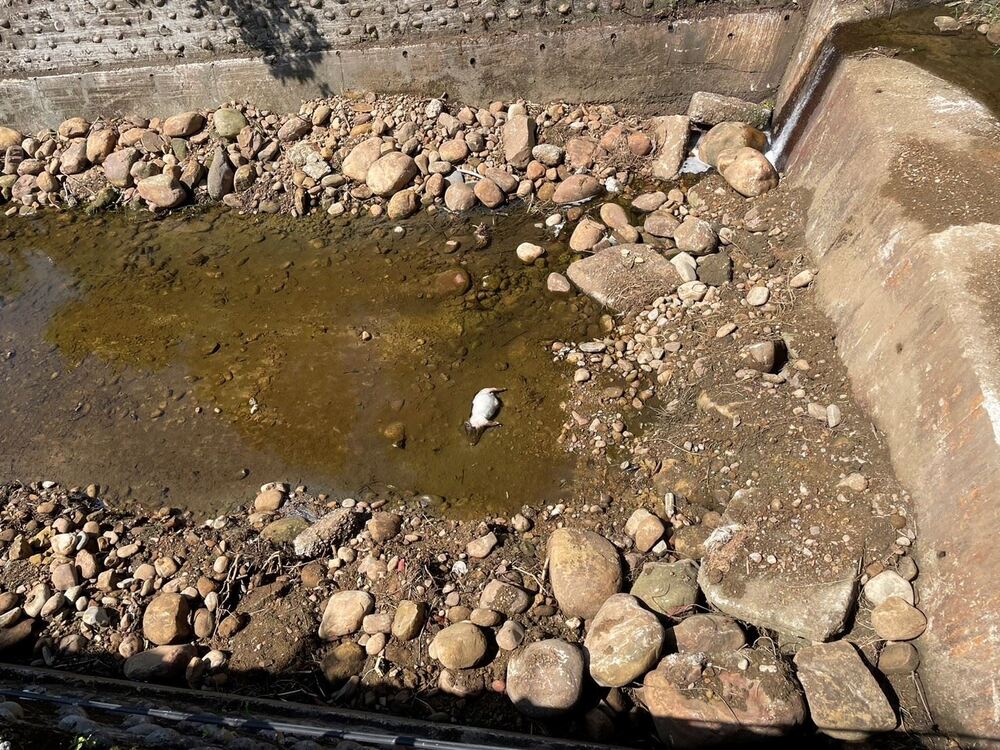 新北連續多起棄豬案　動保處揭「1行為」最高可罰100萬