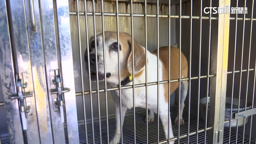 動物之家犬舍「搭帆布當屋頂」　高溫飆破43度