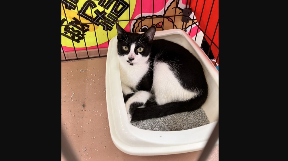 (圖/新北市動保處提供)