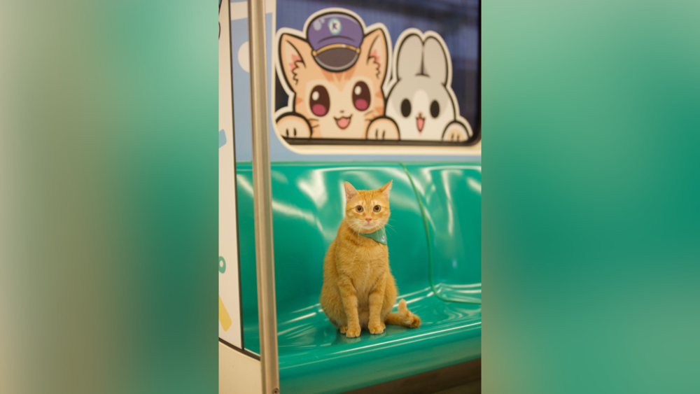 最萌列車開跑！　高捷「蜜柑站長x麻幾兔」彩繪列車今啟航