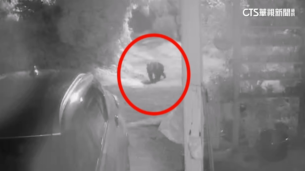 茶園蜂蜜遭撬開偷吃　監視器影像驚見黑熊上門