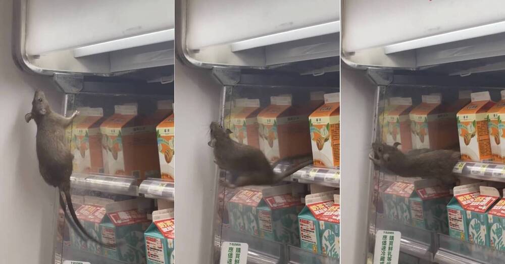 北車7-11驚見老鼠「商品架上狂奔」 衛生局前往稽查