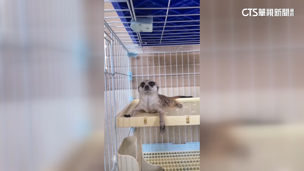 無主狐獴「丁滿」太萌　近百民眾抽籤搶當主人