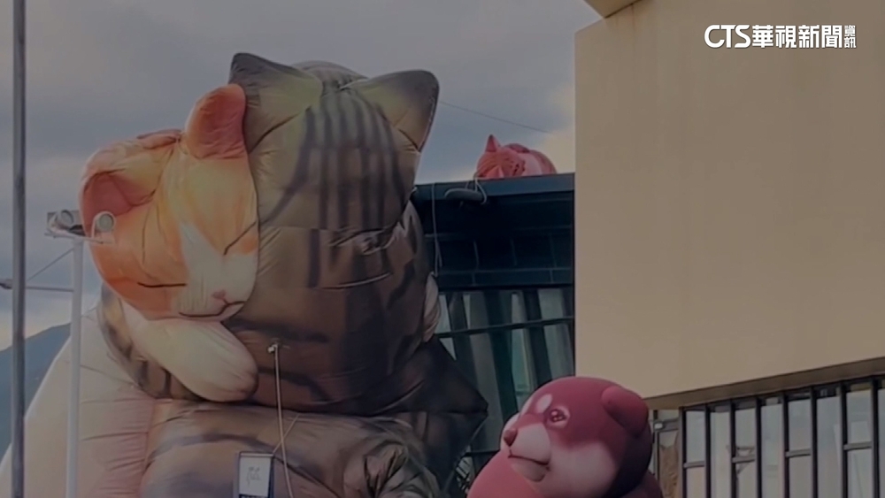 颱風來了！　擁抱貓咪.紅面鴨「消風」　金城武樹加固