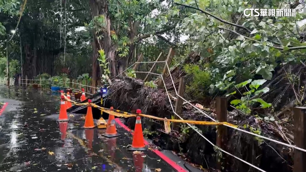 凱米颱風大雨襲擊！　淡水路樹塌　柏油路斷裂隆起