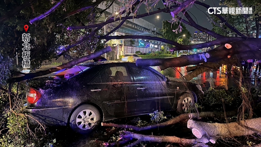 凱米強風釀板橋路樹倒塌　1車遭砸.幸無傷亡