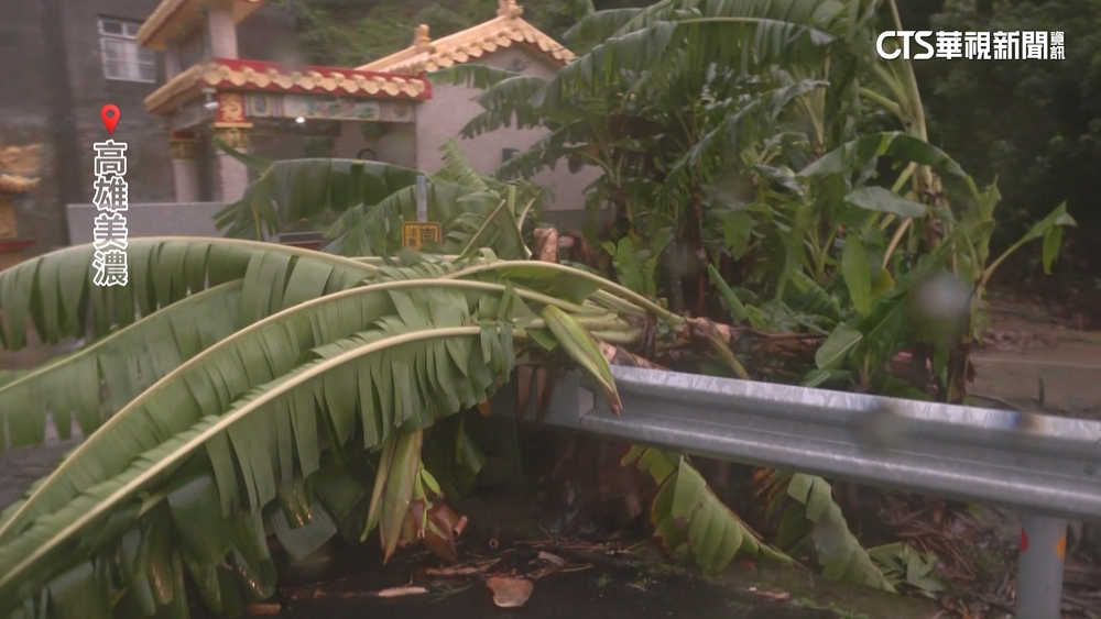難擋強風豪雨　美濃香蕉園果樹遭連根拔起