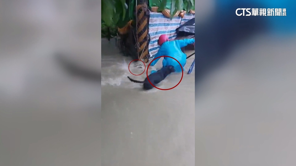 凱米重創南台！愛心狗園慘淹　志工睹浪犬被沖走