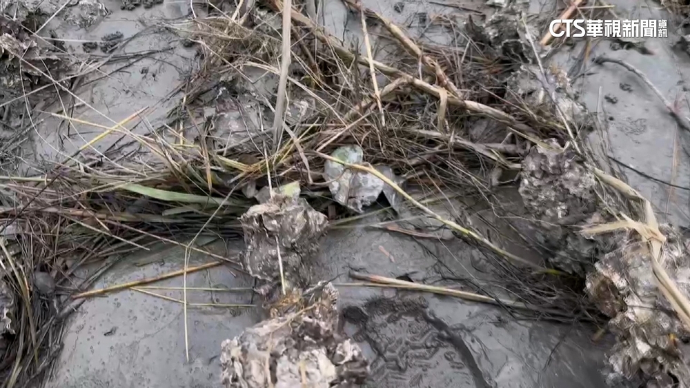蚵架沖毀.蚵悶死！估損逾2億　海鮮牡蠣價飆