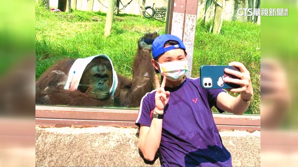圈粉小戴！　　壽山動物園人氣紅毛猩猩「咪咪」離世