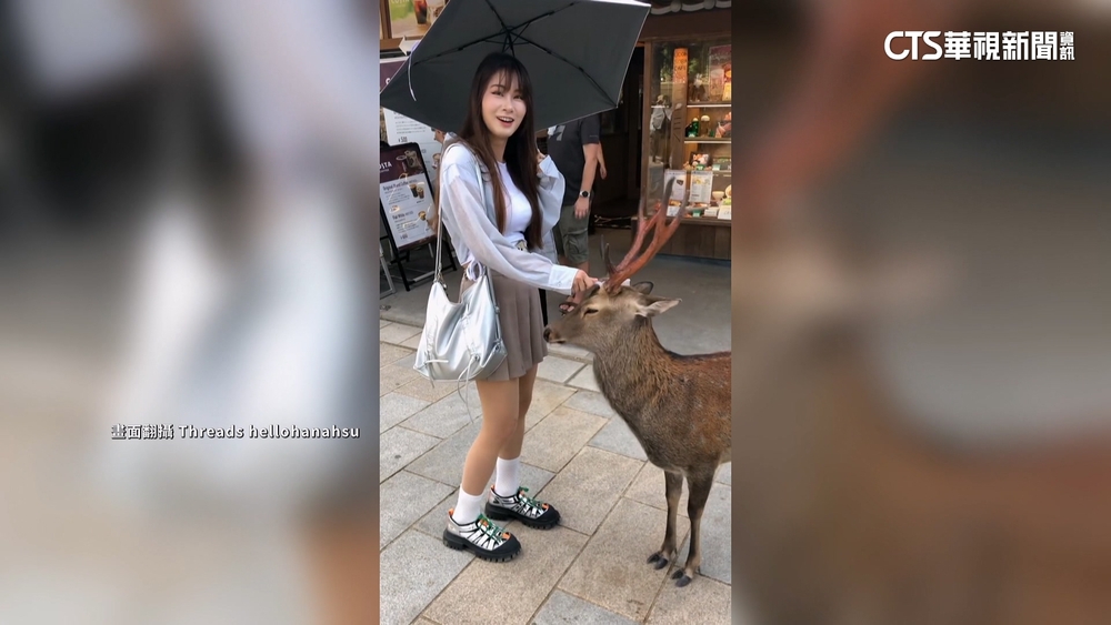 台遊客對奈良鹿「鞠躬梳毛」暴紅　日網友回讚「謝謝」