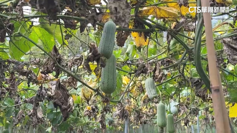 「凱米」害水傷！　絲瓜1條批發價183元　創歷史天價