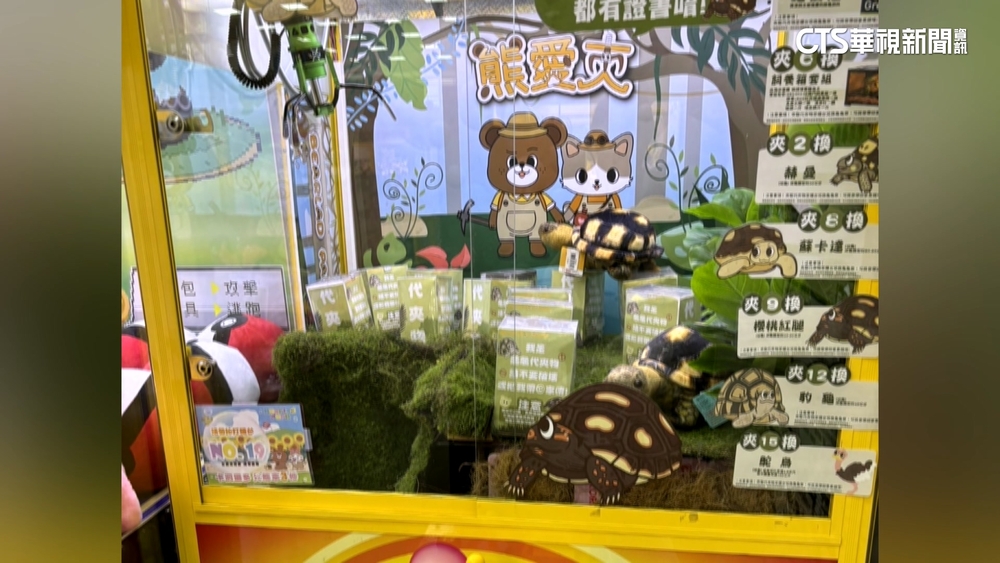 烏龜變娃娃機商品！高雄動保處稽查違規將開罰