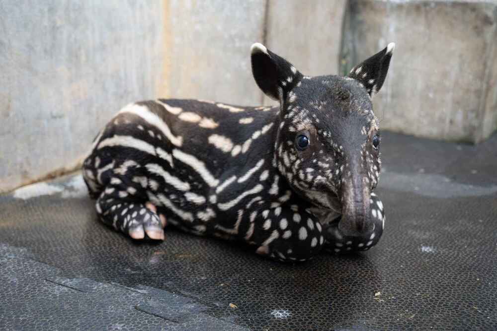 小馬來貘命名票選結果出爐！　期許「莉姆路」無憂無慮自在生活