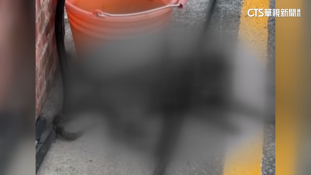 浪貓疑遭熱油潑灑燙傷致死　住戶.網友氣憤追兇
