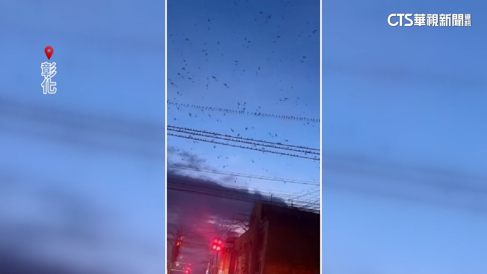 地震前傍晚　民眾驚恐直擊逾百隻鳥聚集亂飛