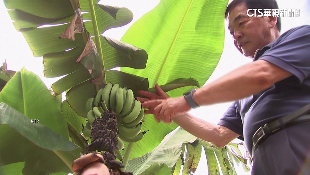 暖化釀作物版圖改變　希.義種熱帶水果.南韓產香蕉