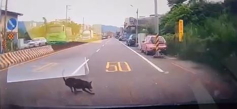 駕駛趕上班撞傷狗「直接開走」　吞3萬罰單