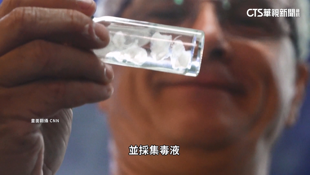 研究最毒石頭魚！　科學家冒險採毒液製血清