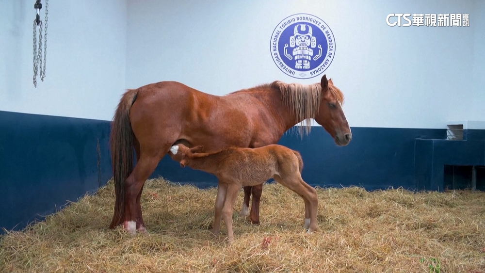 秘魯成功複製「帕索馬」　複製程序似「桃莉羊」