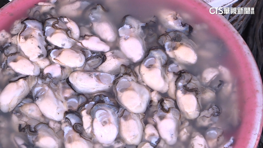 嘉義蚵仔產量減價飆！　中秋將至恐再漲1-2成