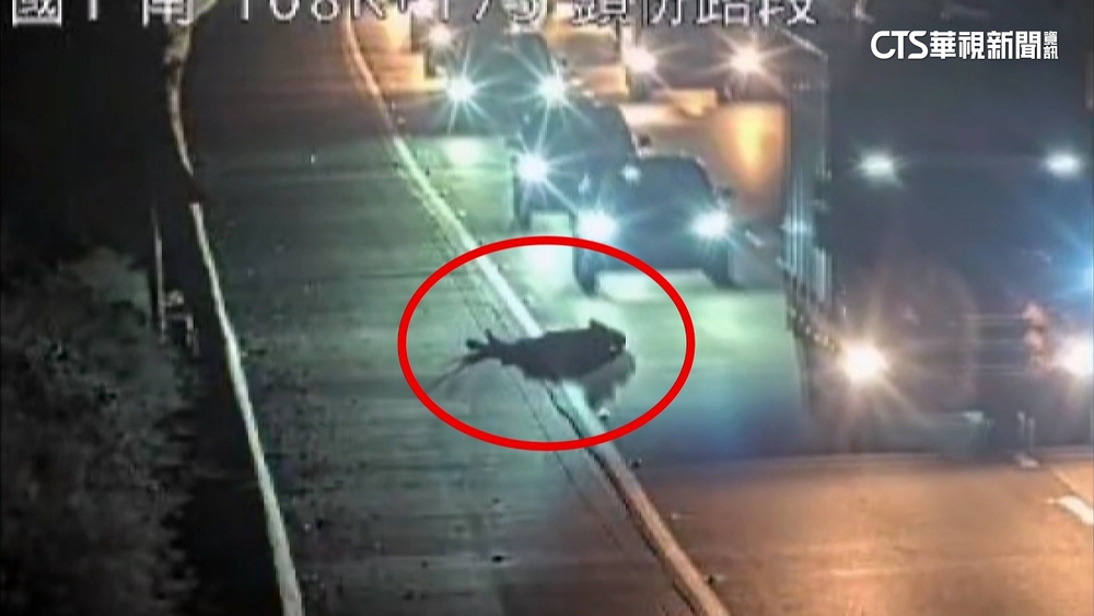 離譜！醉男闖國道躺路中　整排車呼嘯急閃