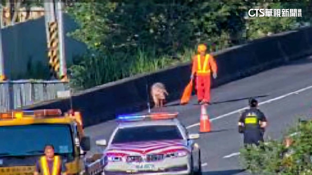 貨車疑操作不慎釀追撞　3小豬漫步國道警狂追