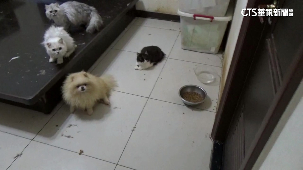 遭控養逾30貓狗惡臭不理　聲樂家同居人：不實指控