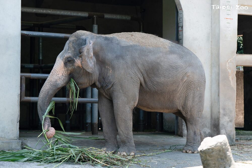 8/25祖父母節　北市動物園邀祖孫共遊漫步 關心老齡動物照顧