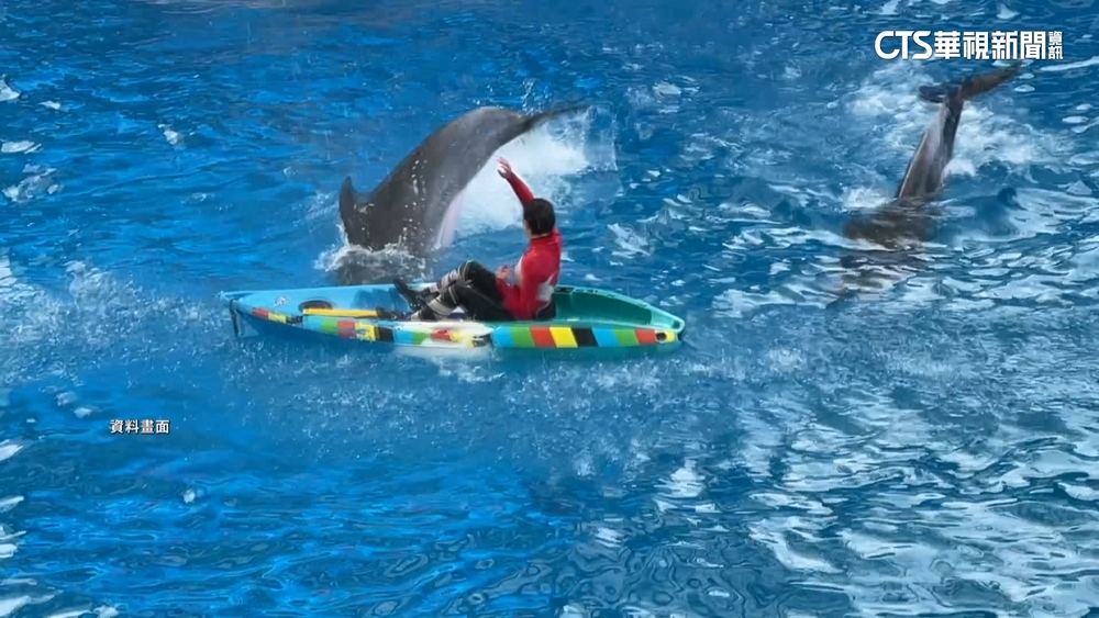 鯨豚秀走入歷史！　海陸保育動物新規禁表演
