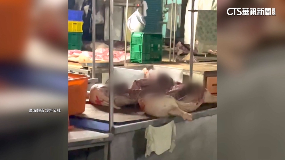 米奇先吃！雲林斗南市場鼠竄豬肉攤　最重可罰2億