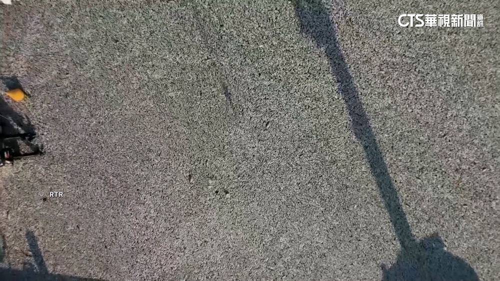 希臘觀光漁港湧40噸死魚　如「銀毯」覆蓋水面爆惡臭