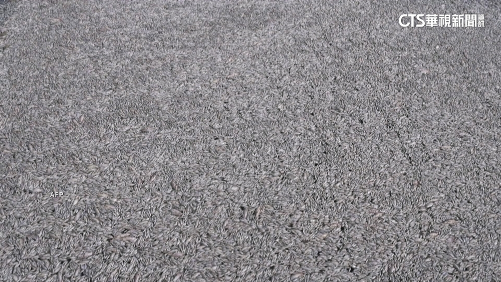 港口逾百噸死魚　希臘沃洛斯漁港進緊急狀態