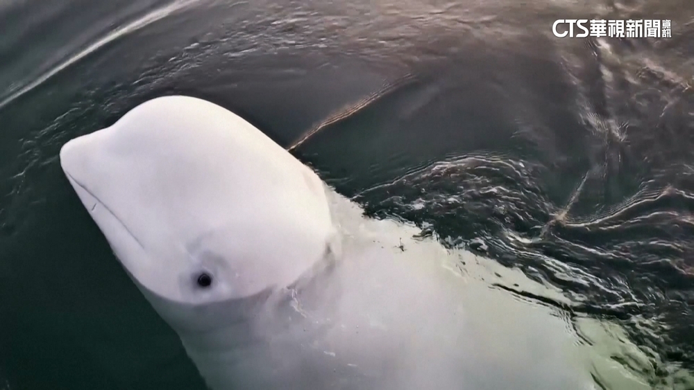 俄「間諜白鯨」驚傳死訊　保育團體：打撈查死因