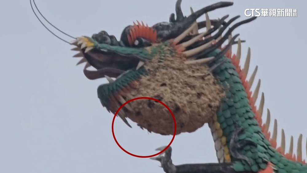 台南孔廟「籃球大」虎頭蜂窩　園方緊急注藥移除