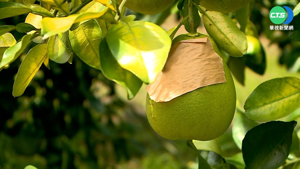 中國開放台灣文旦柚輸入　 民進黨：顯示「以商逼政」企圖