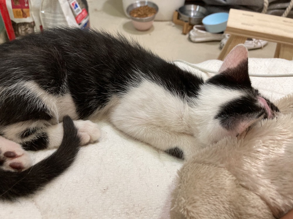 奶貓「頭皮大面積壞死、右眼萎縮」奇蹟康復 找到溫暖新家