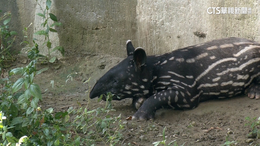 台北動物園新晉「貘王」　寶寶「莉姆路」今初登場