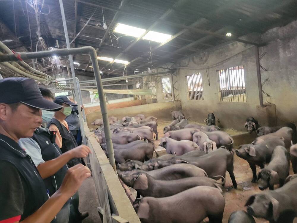 碉堡公園附近詭飄異味　環保局對養豬場祭重罰、令停工