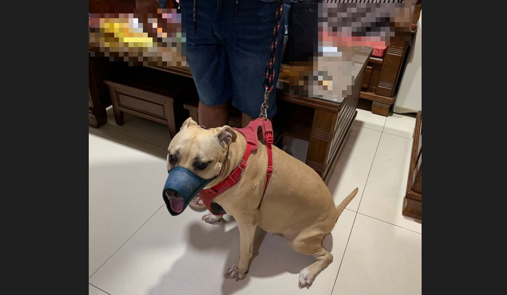 遛比特犬未戴嘴套「浪貓遭咬死」　新北動保處裁罰飼主4萬5