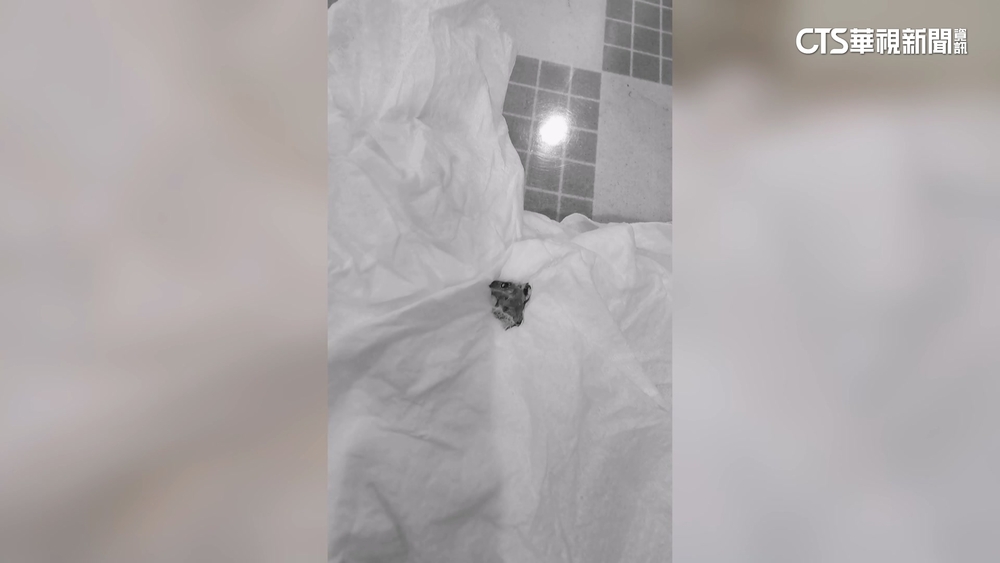 免費加料？買手搖飲喝到壁虎　五桐號：將與客討論補救