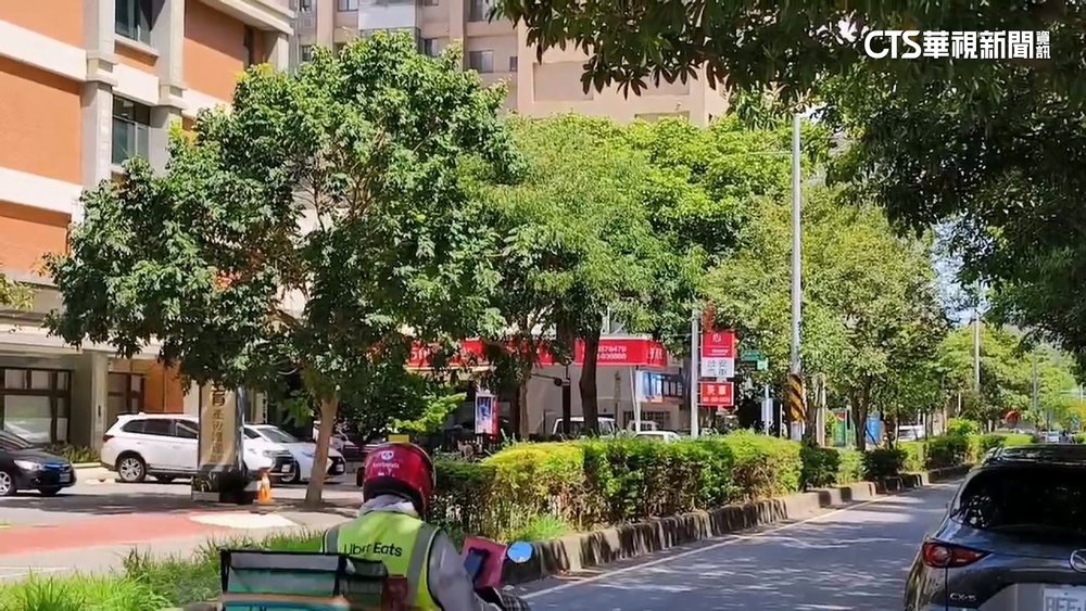 竹北高鐵特區「豬屎花」行道樹　飄異味惹怨將移除