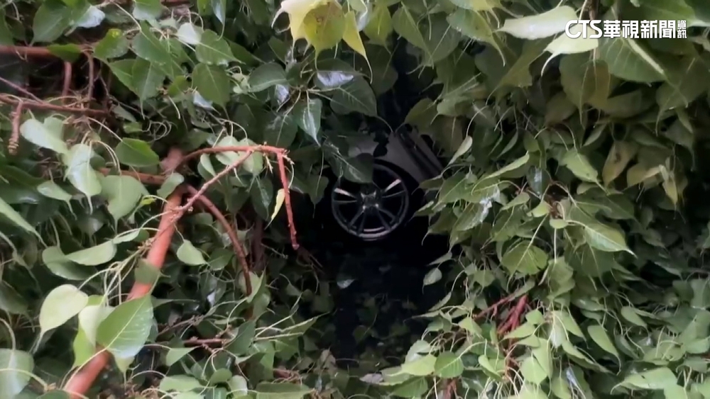 大雨來襲！高雄路樹連根拔起砸車　1老翁頭暈送醫